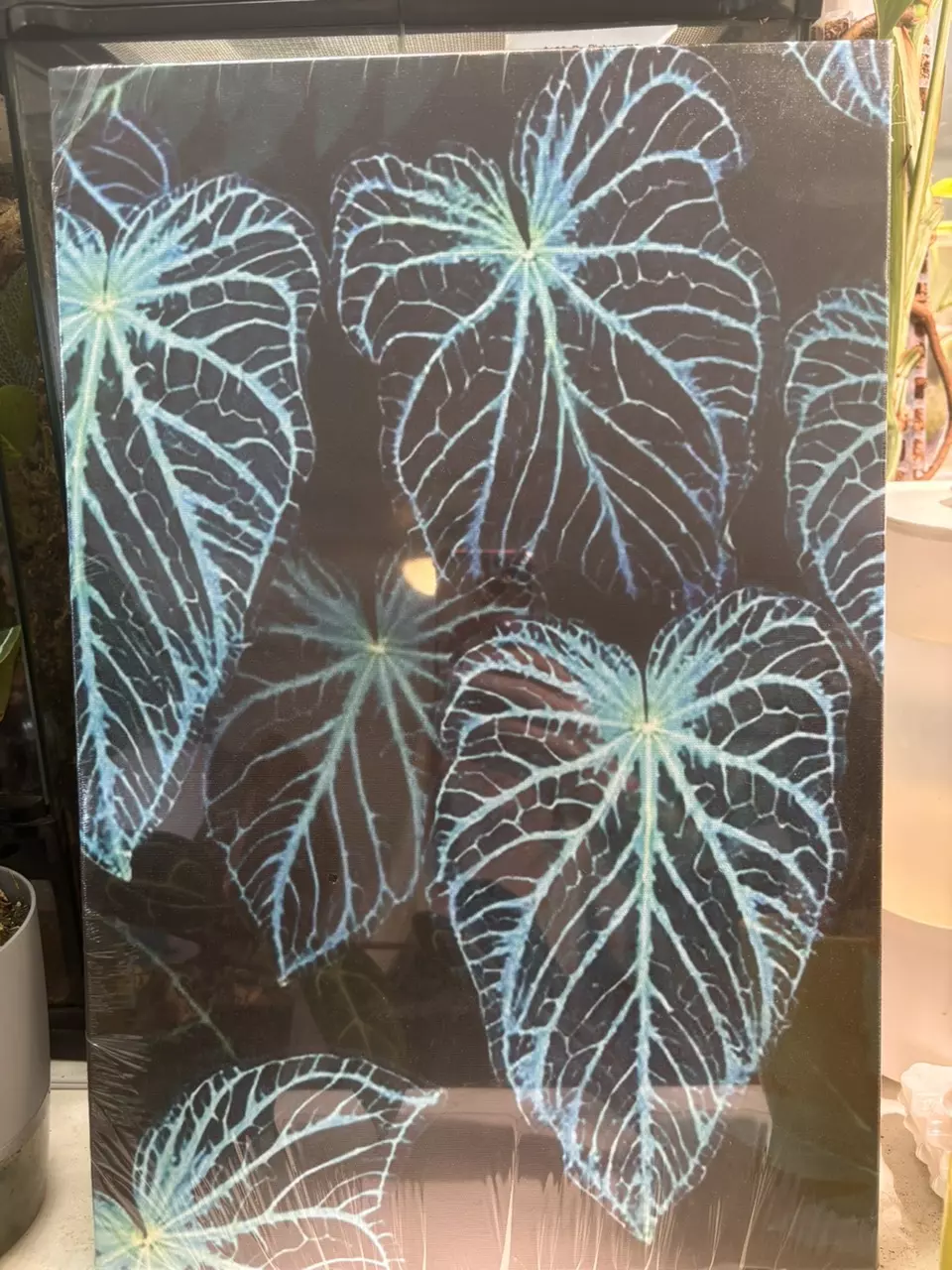 8x12 canvas ANTHURIUM thumbnail