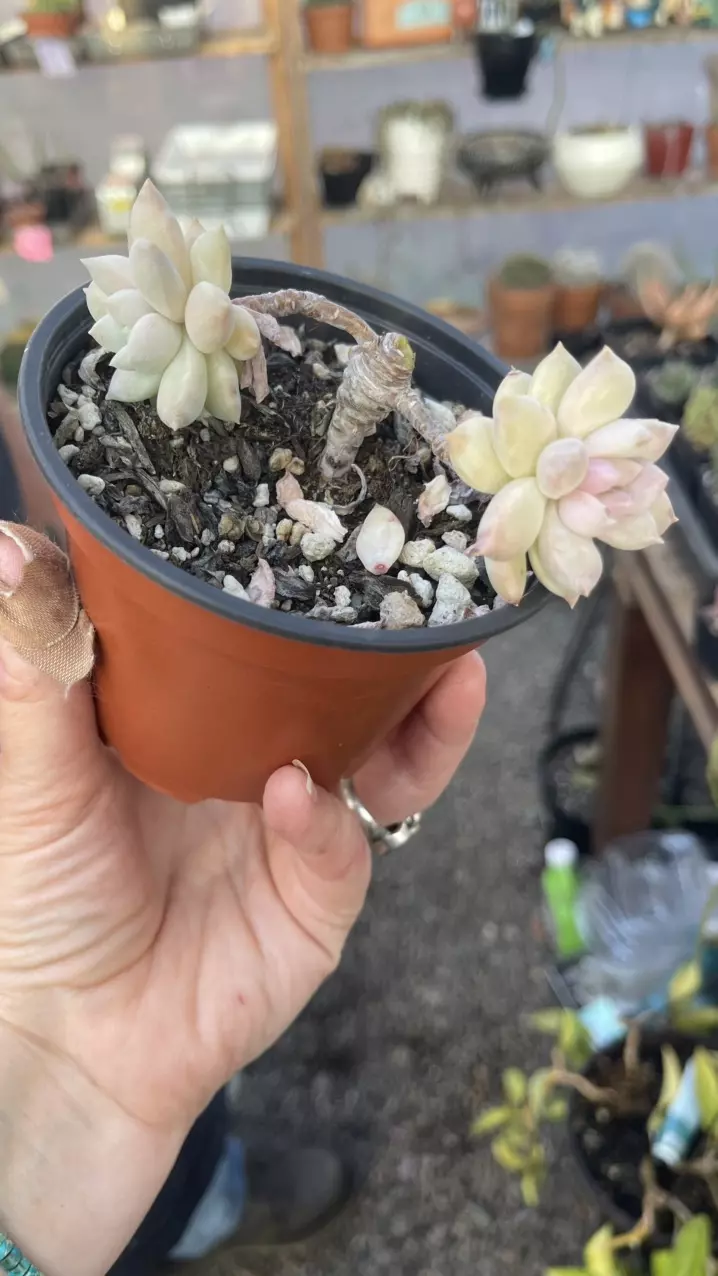 Echeveria 3.5” thumbnail