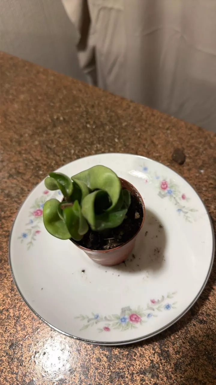 hoya compacta ( hindu rope) thumbnail