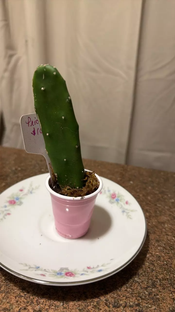 prickly pear, cactus thumbnail