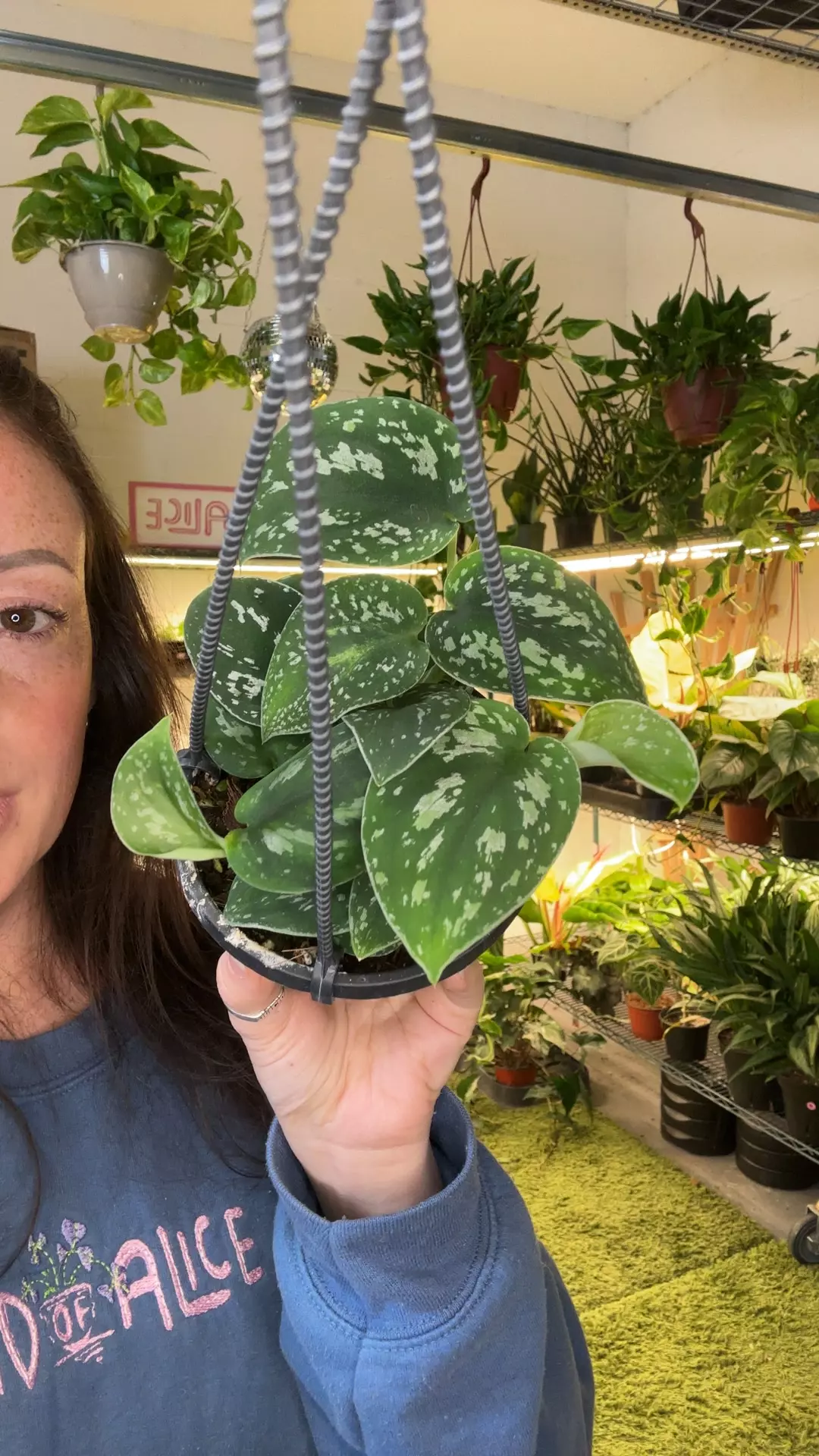 Scindapsus tricolor borneo 4” pot thumbnail