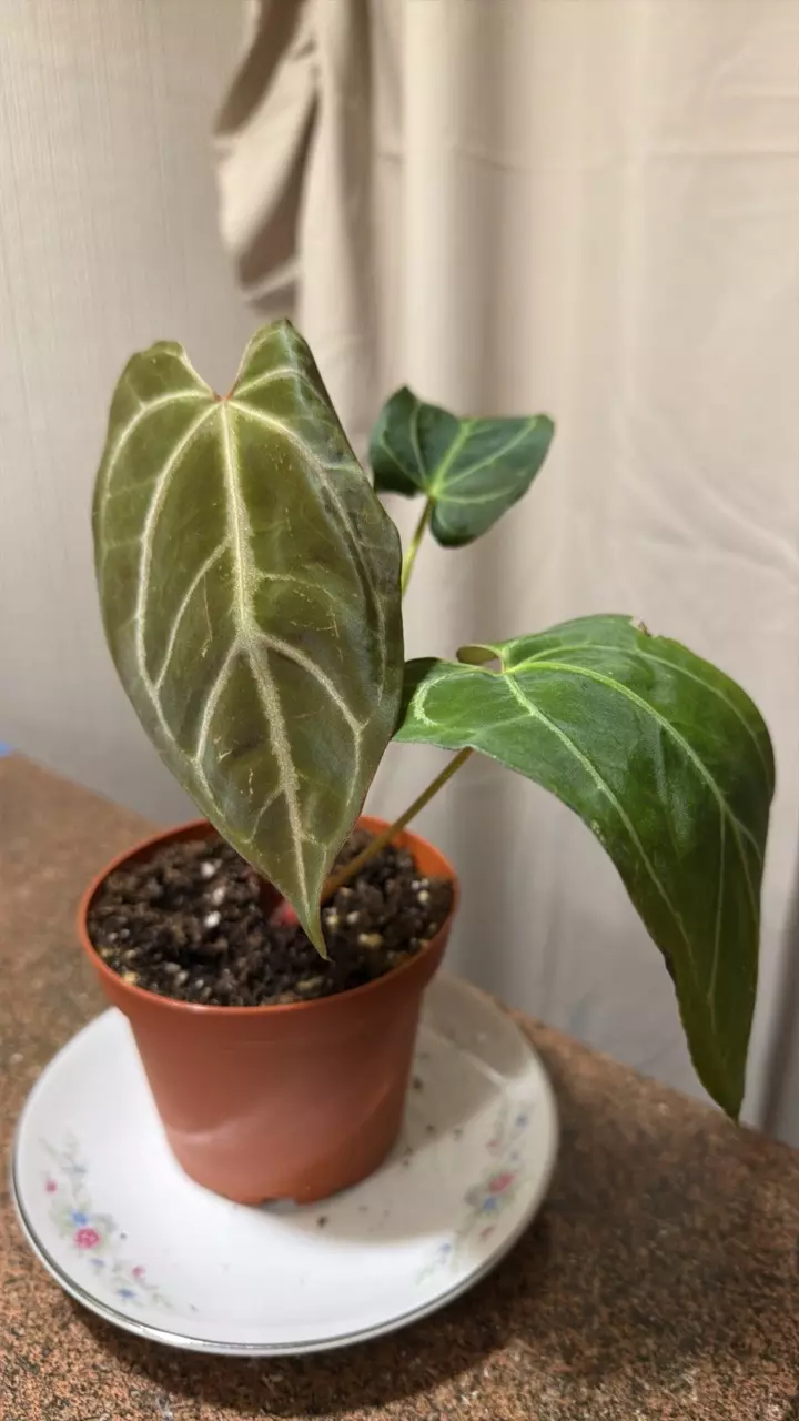 clara x blue papi antherium thumbnail