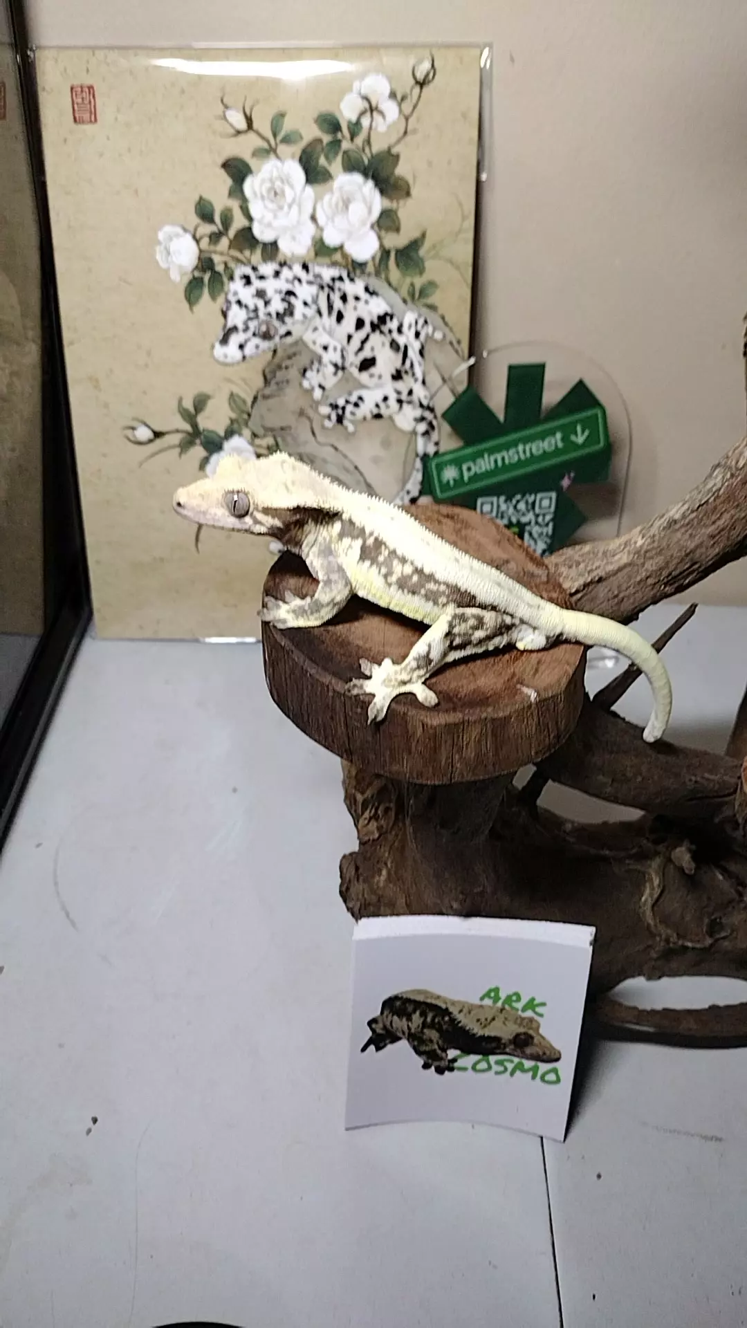 Stanley tricolor lily male proven thumbnail