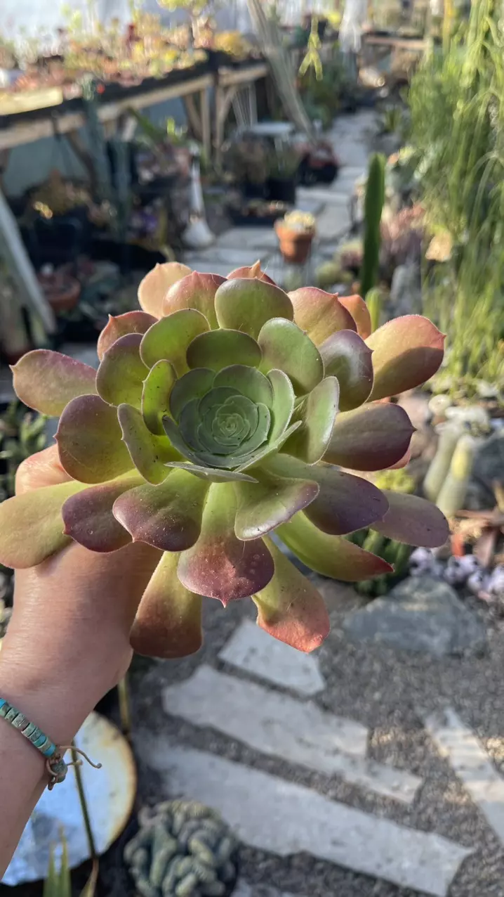Aeonium cutting thumbnail