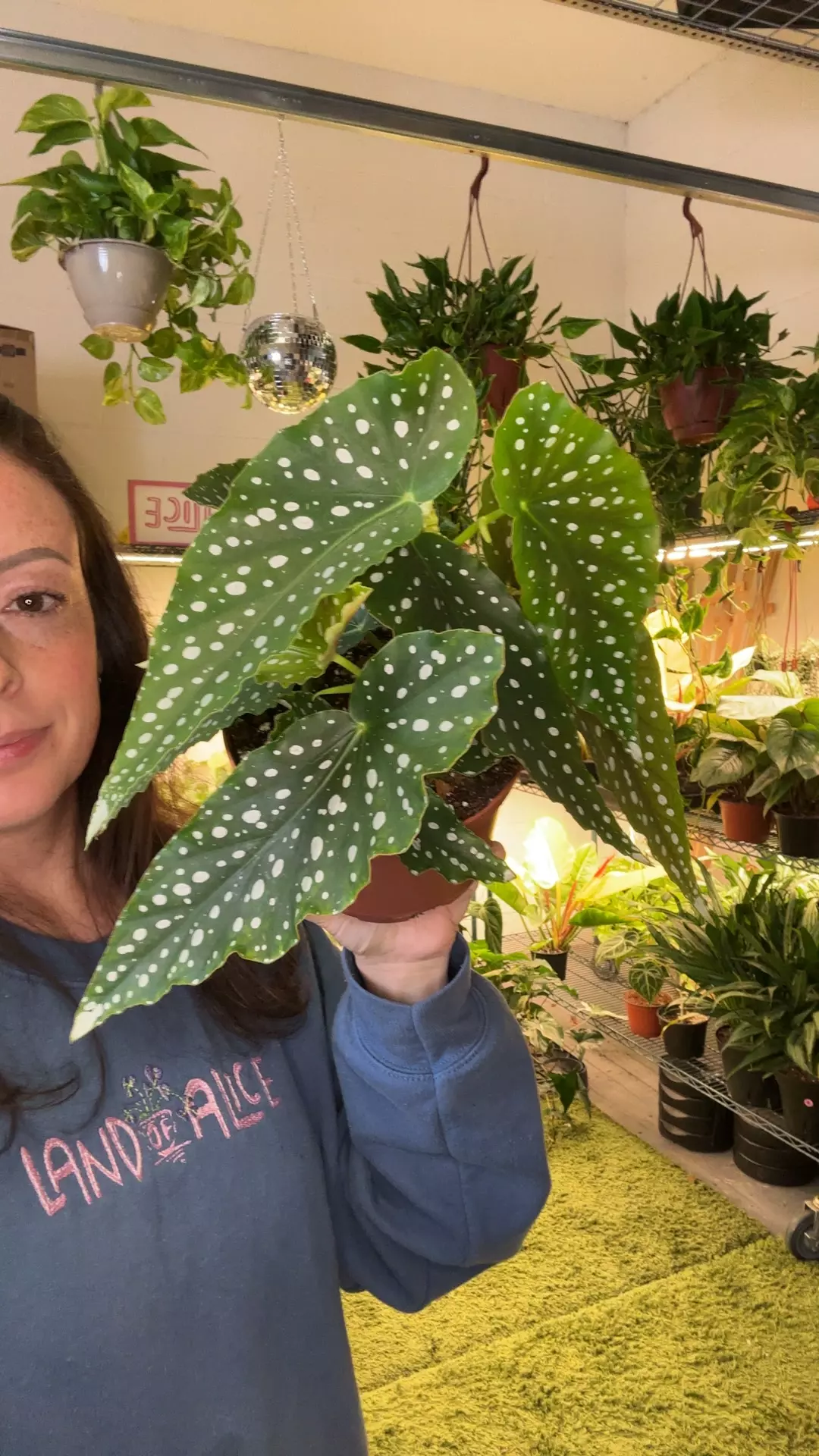 angel wing Harmony’s legacy 6” pot thumbnail