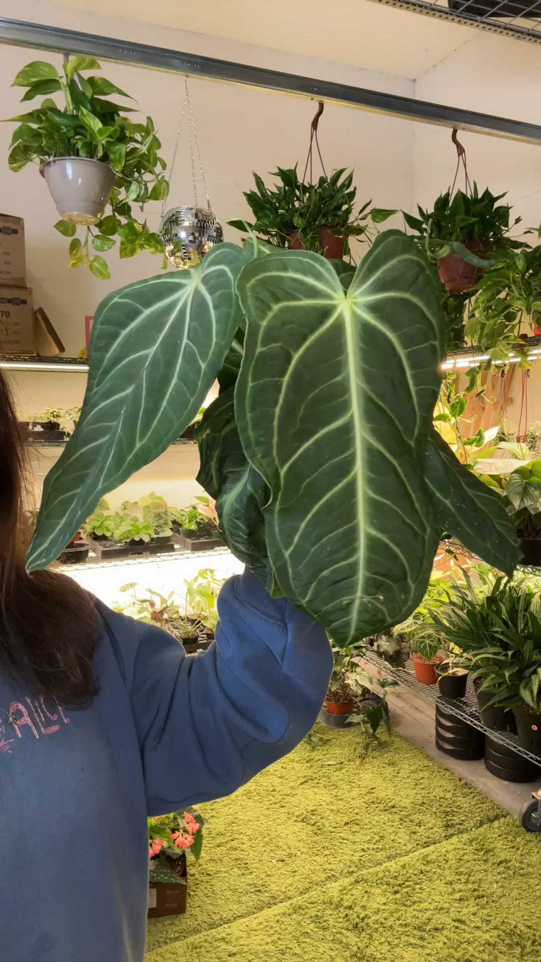 anthurium villenaorum 6” pot thumbnail