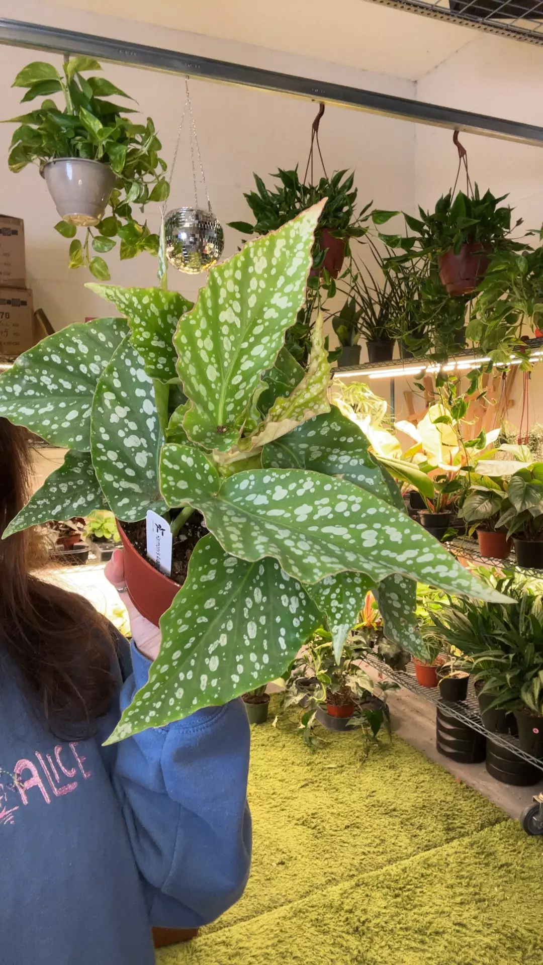 angel wing avalanche 6” pot thumbnail