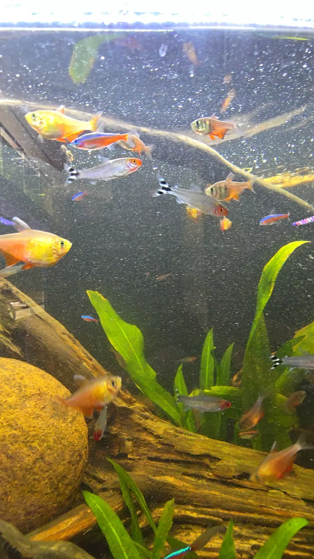 Rummynose Tetra ×6 thumbnail