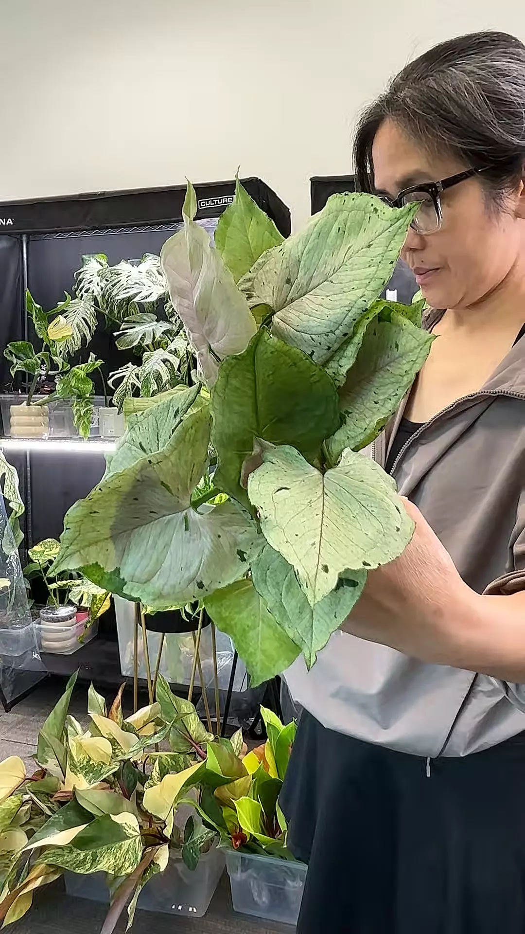 green splash sellers choice thumbnail