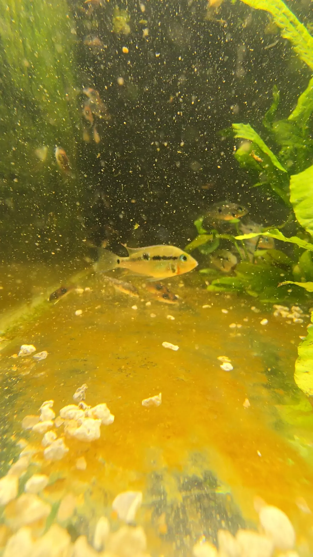 Firemouth (Meeki) Cichlid thumbnail