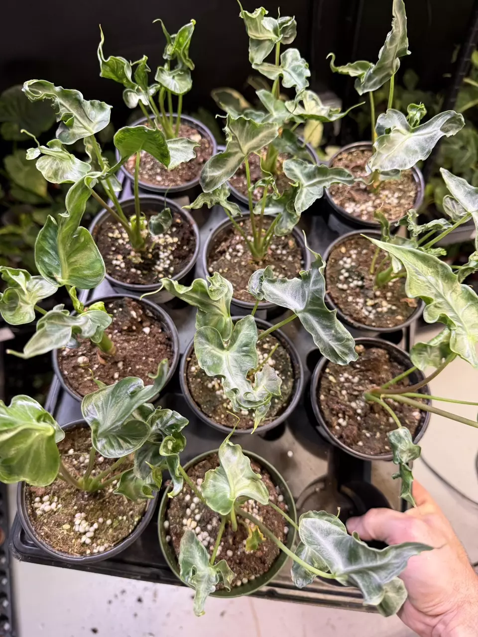 Alocasia Teletubbies SPECIAL - GROWERS CHOICE thumbnail