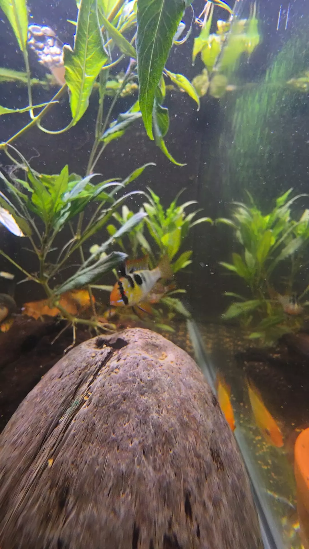 German Blue Ram thumbnail