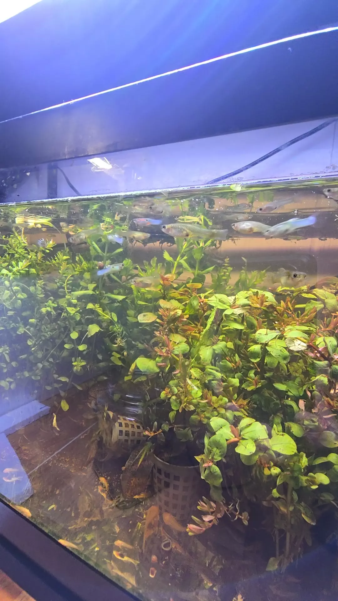 Japan Blue Endlers Breeding Group 2M/5F thumbnail