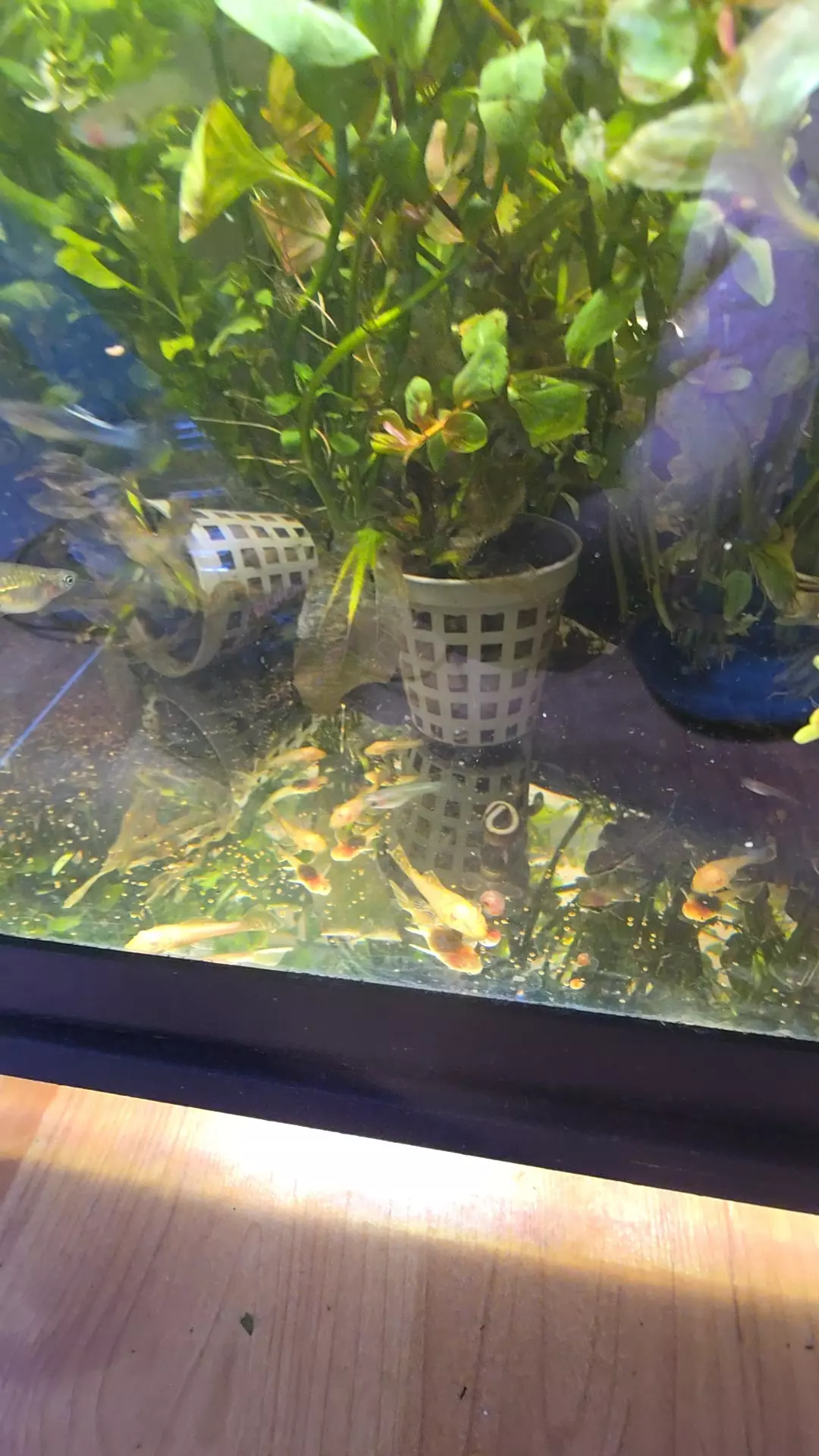 Albino (Golden) Bristlenose Pleco thumbnail