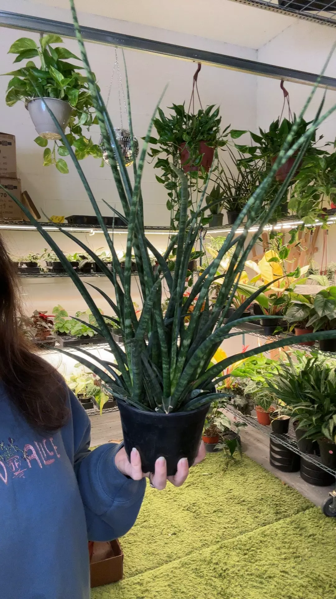 sansevieria Fernwood 6” pot thumbnail
