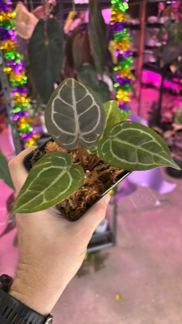 A156 (KOS x RC) X SKG Purple Emergent thumbnail