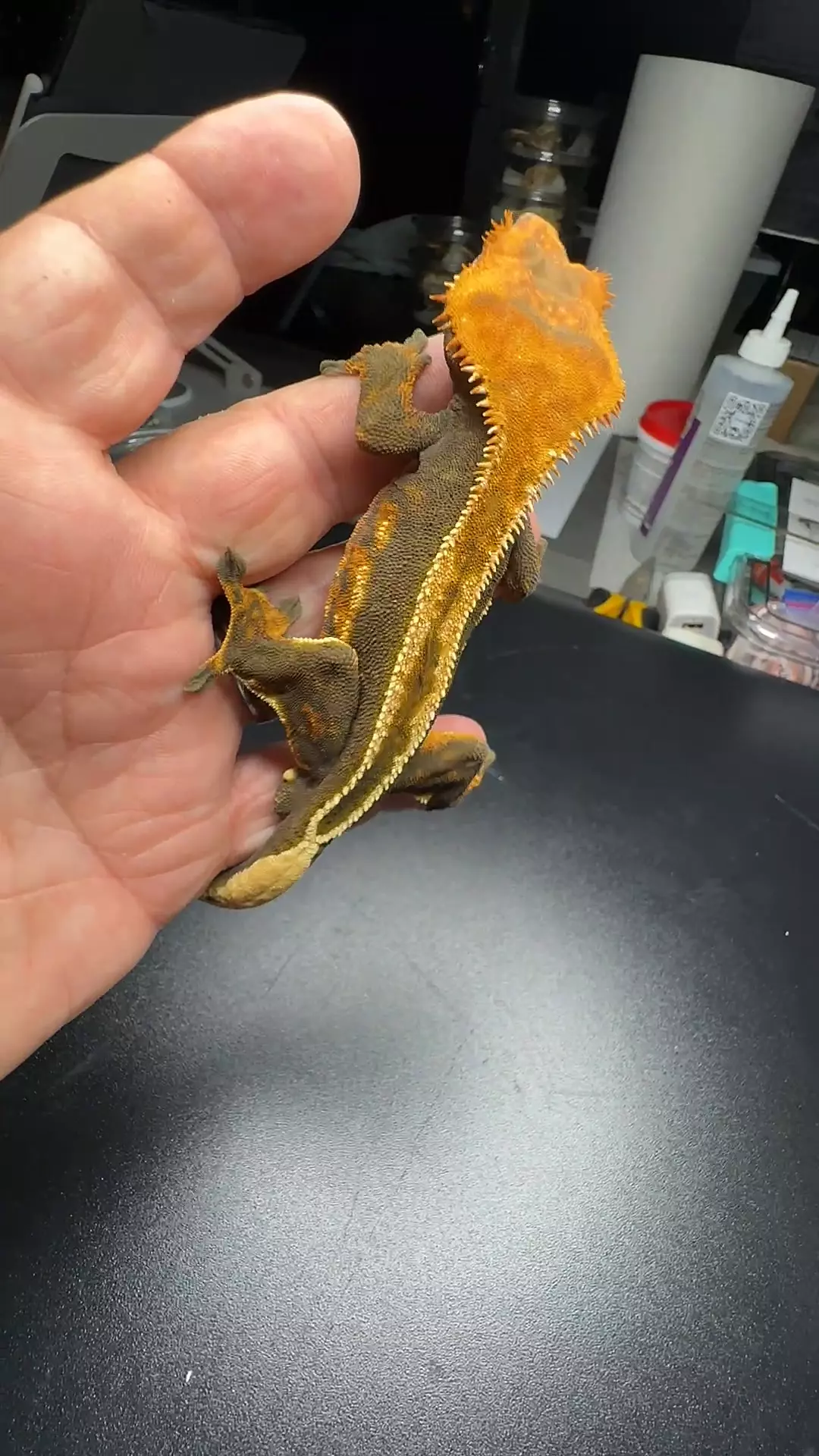 empty back male 36g thumbnail