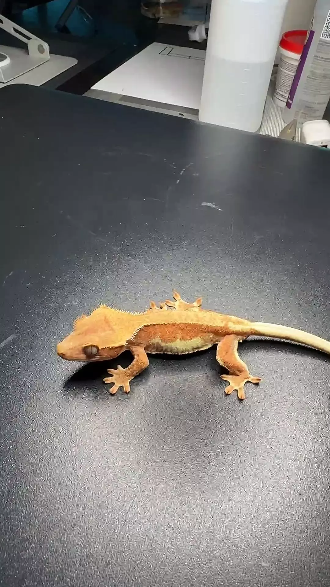 Red phantom Lilly white 100 % het axanthic.  Pores thumbnail