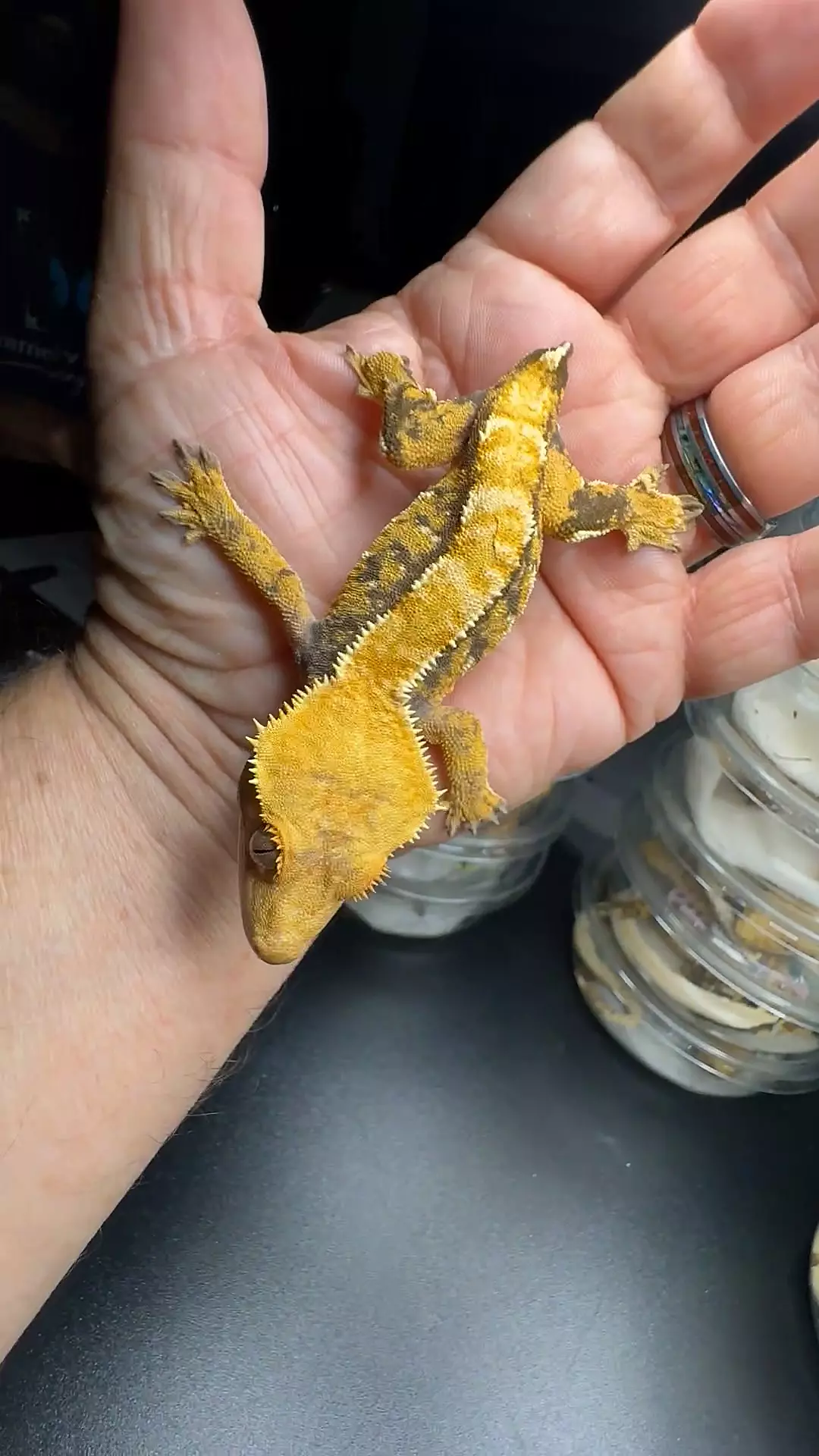 Thor/sweetie 29g thumbnail
