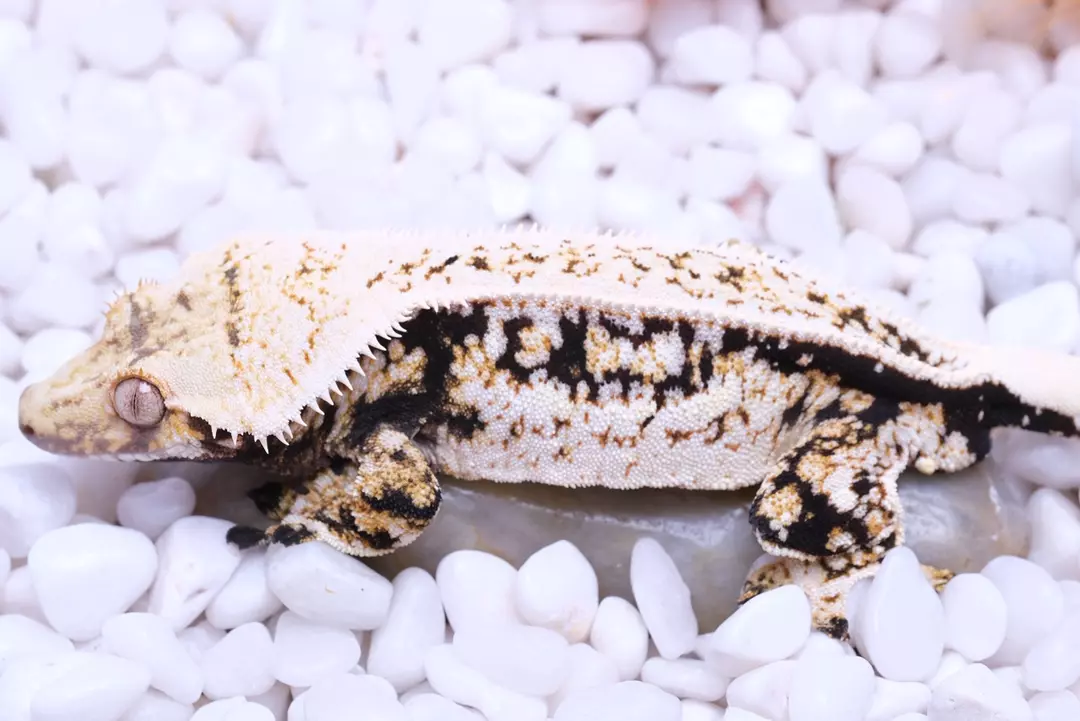 Polgar - proven Male produced by Kryptiles thumbnail