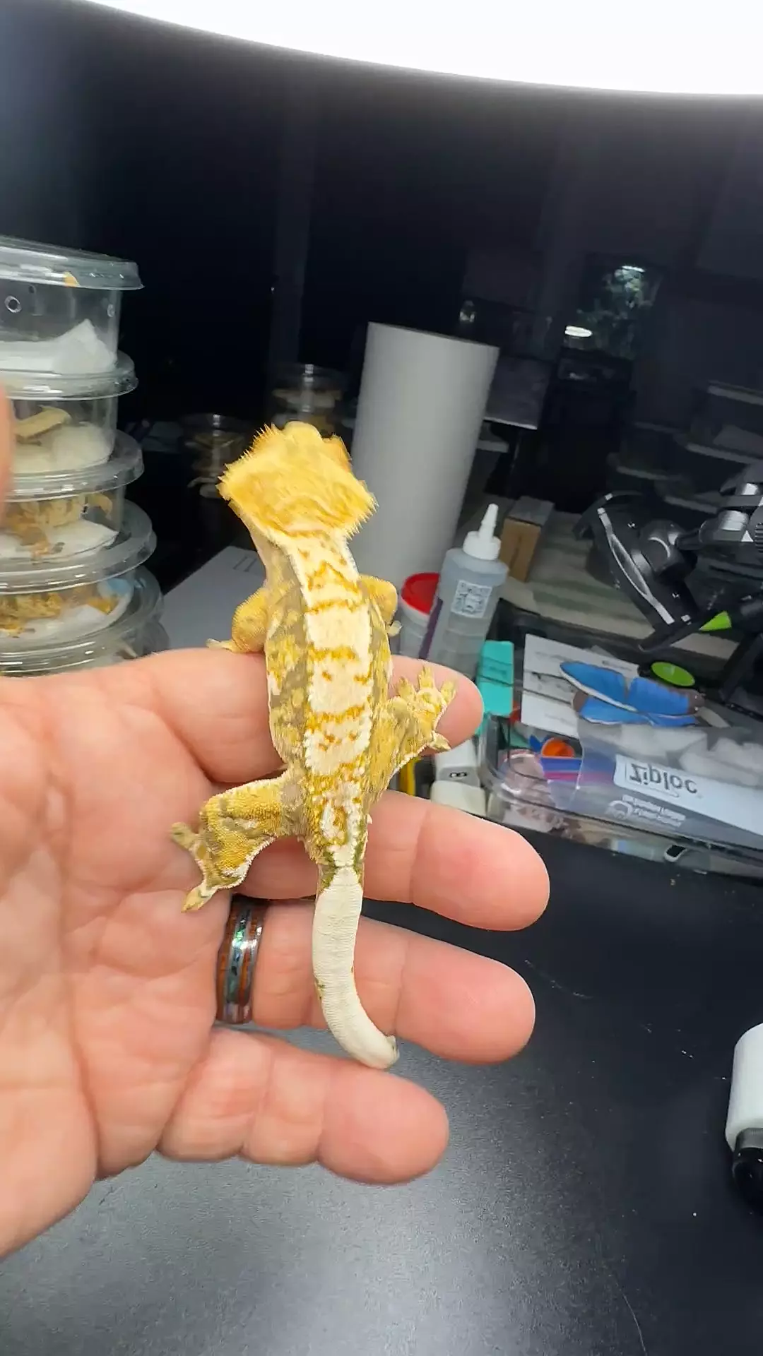 Thor/popcorn 27g male thumbnail