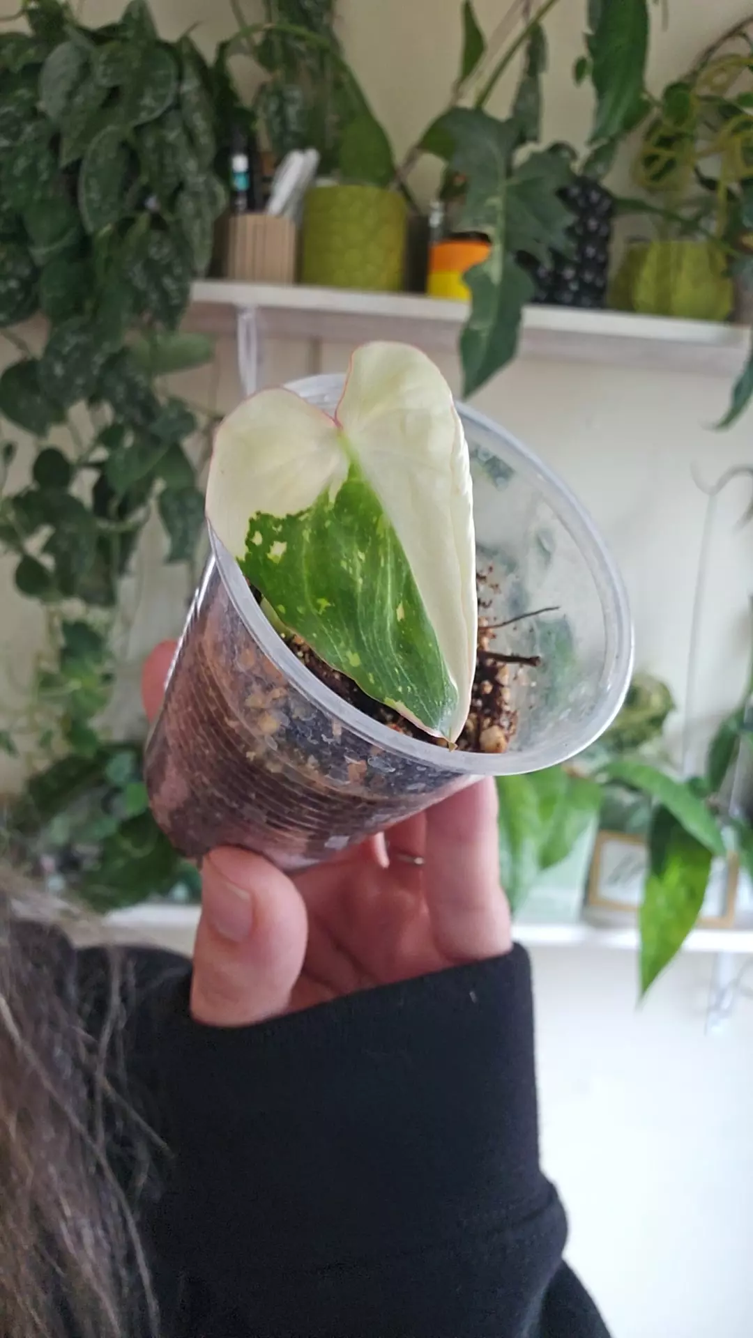 gloriosum type 2 thumbnail