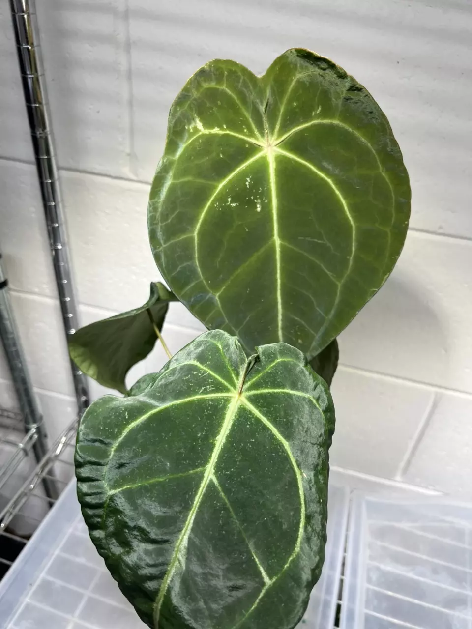 Anthurium Forgetii Hybrid 4” Exact thumbnail