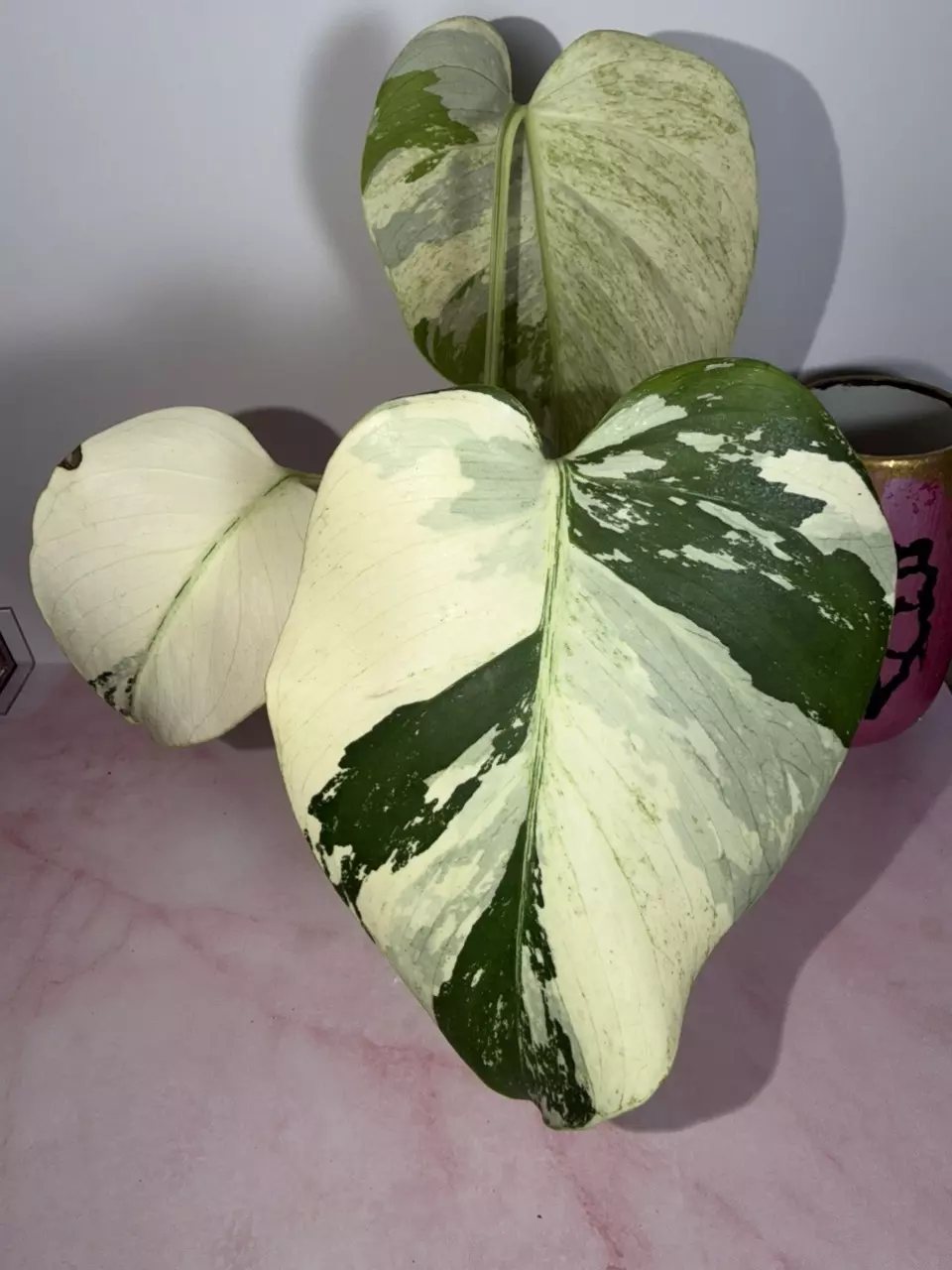 Monstera Mint NOID 3 leaf rooted cutting thumbnail