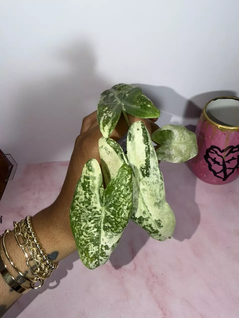 Alocasia Thai Constellation Mama size thumbnail