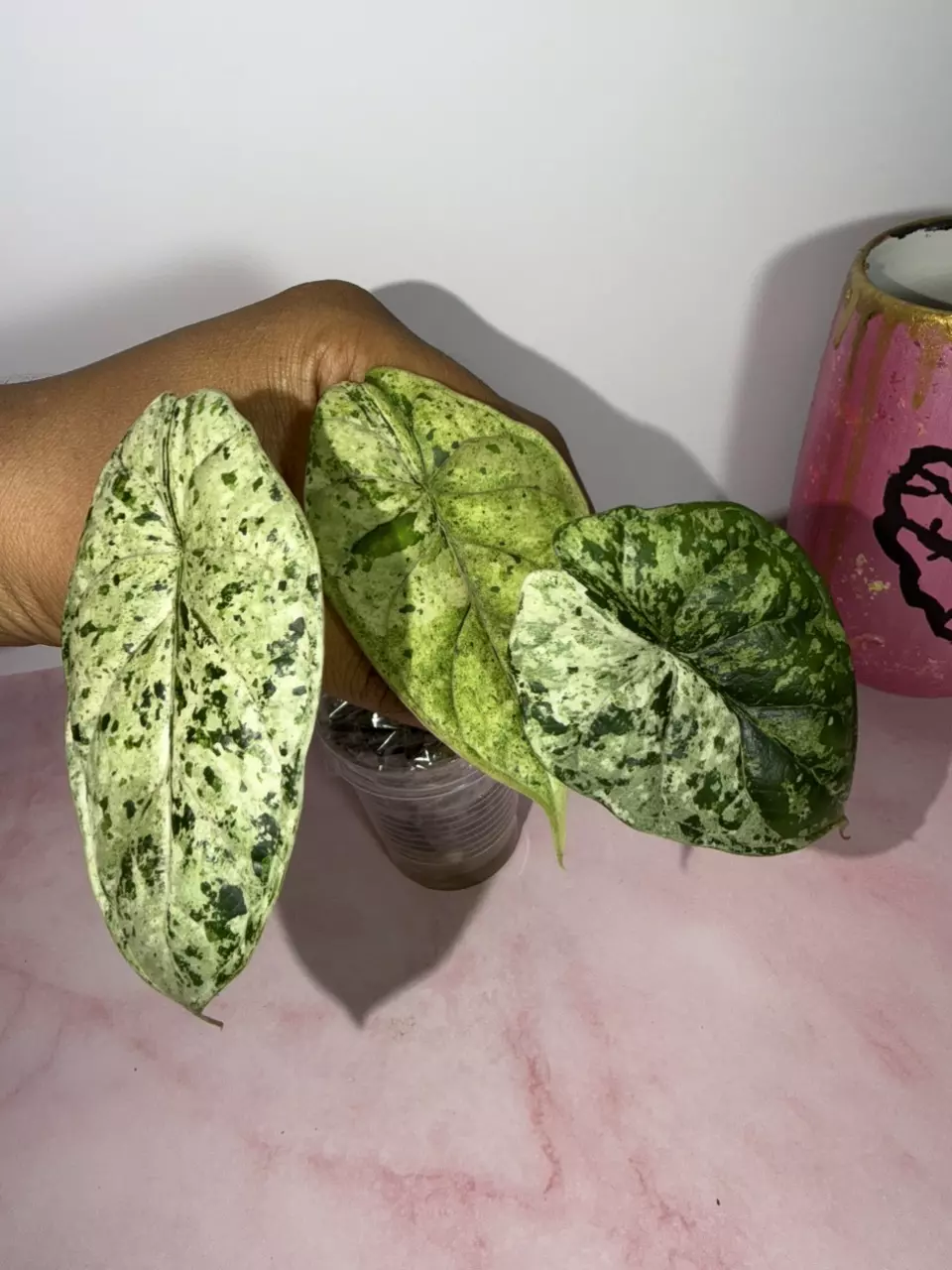 Alocadia Dragon Scale Mint thumbnail