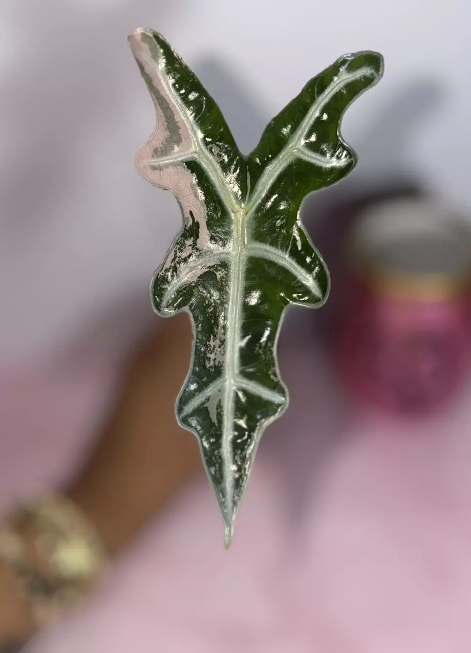 Alocasia Nobilis Pink thumbnail