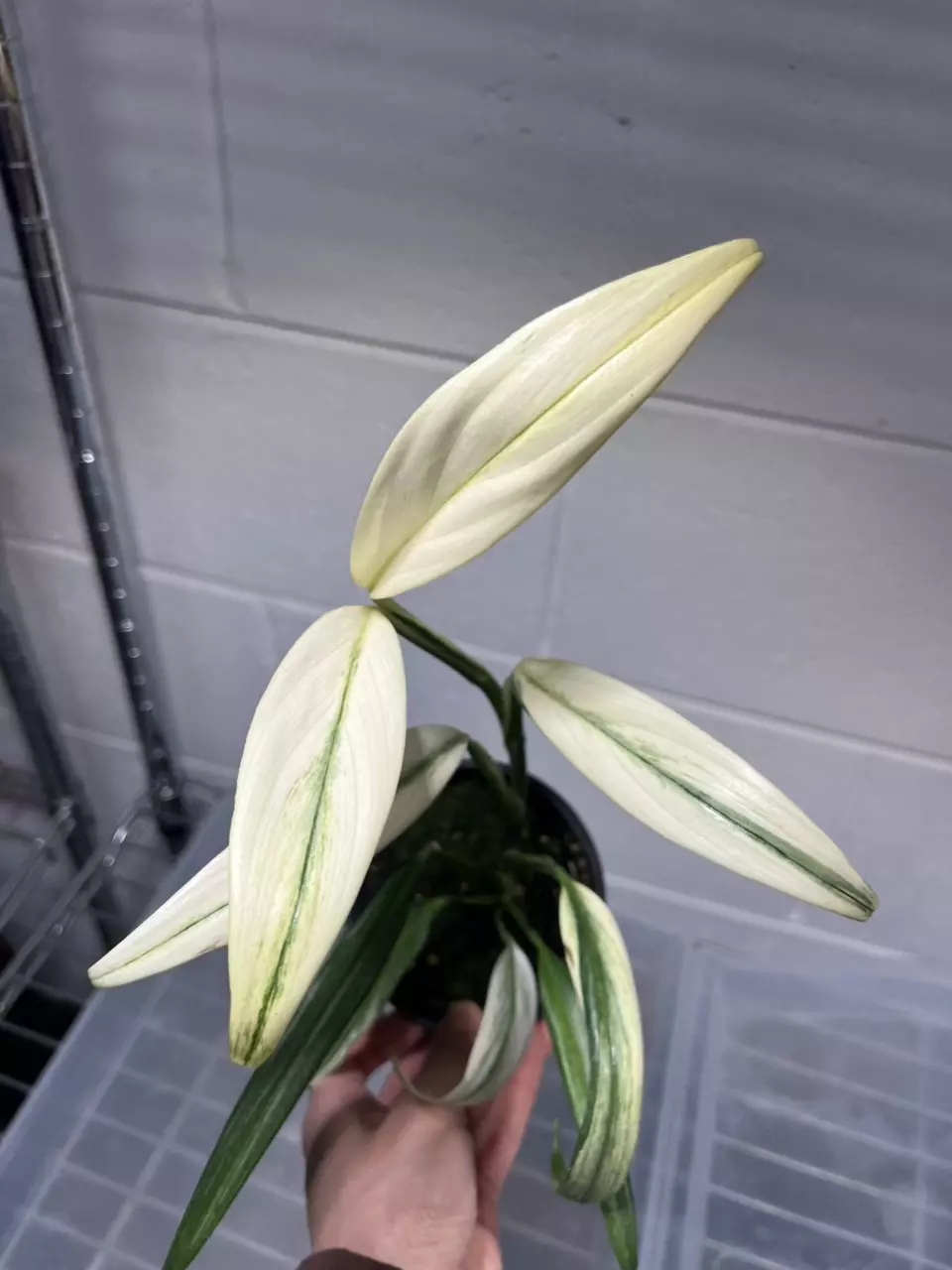 Epi Amplissimum Albo 4” Exact thumbnail