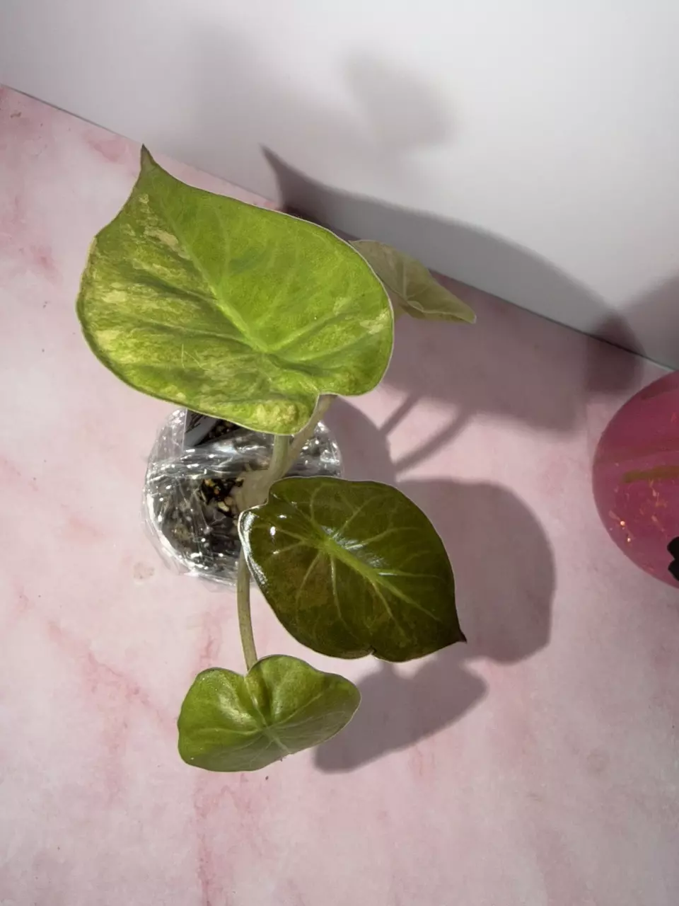 Alocasia Wentii Aurea Sunset thumbnail