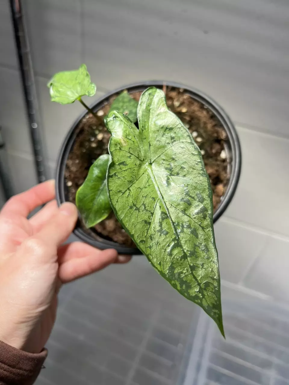 Alocasia Shattered Glass 6” Grower’s Choice thumbnail