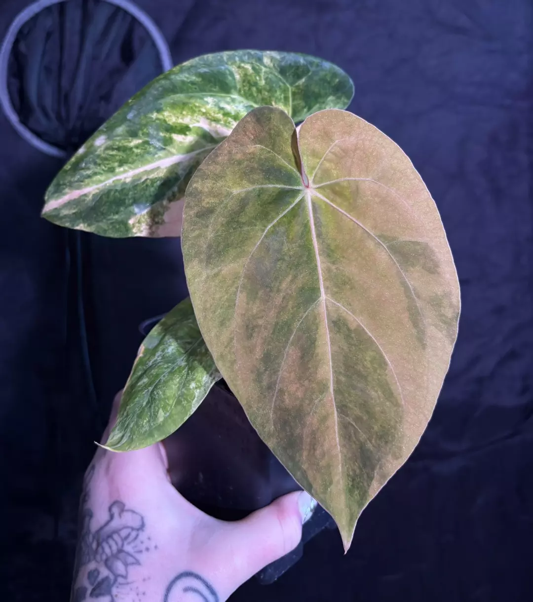 Variegated Papillilaminum x Fort Sherman in Cataphyll thumbnail