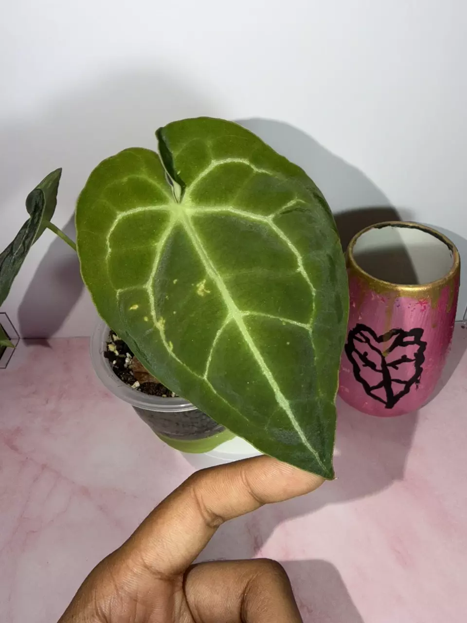 Anthuriun Pink Lemonade/Crystal x Forgetii thumbnail