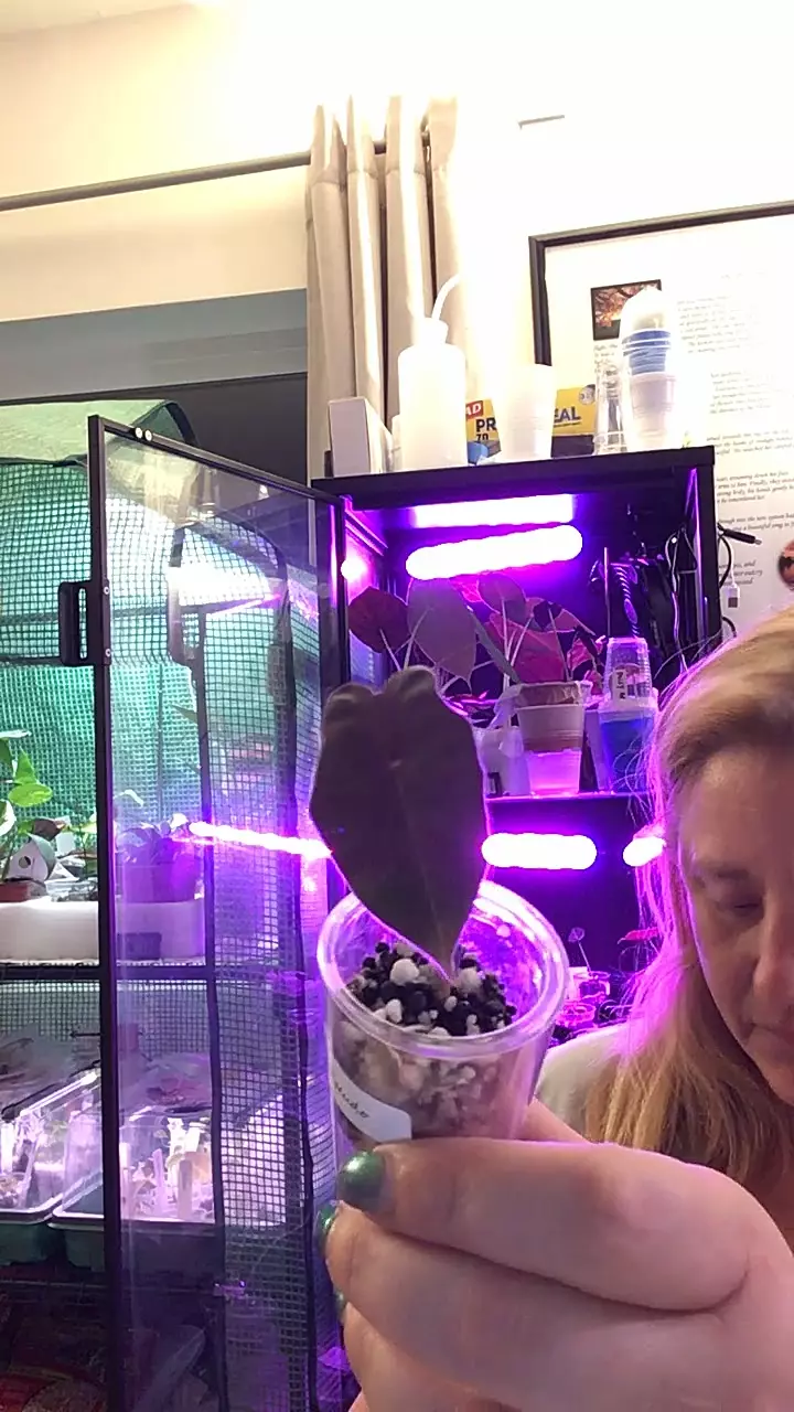 pink pseudo thumbnail