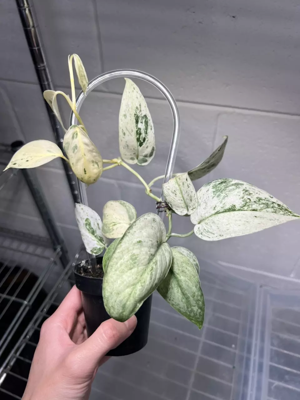 Scindapsus Silver Cloud 3” Exact thumbnail