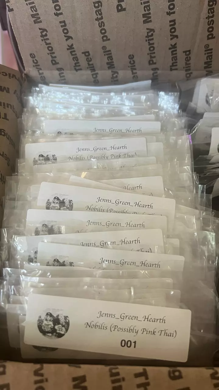 NOBILIS TC -SHOWING PINK SO MIGHT BE THAI PINK, NO GUARANTEE #97 thumbnail