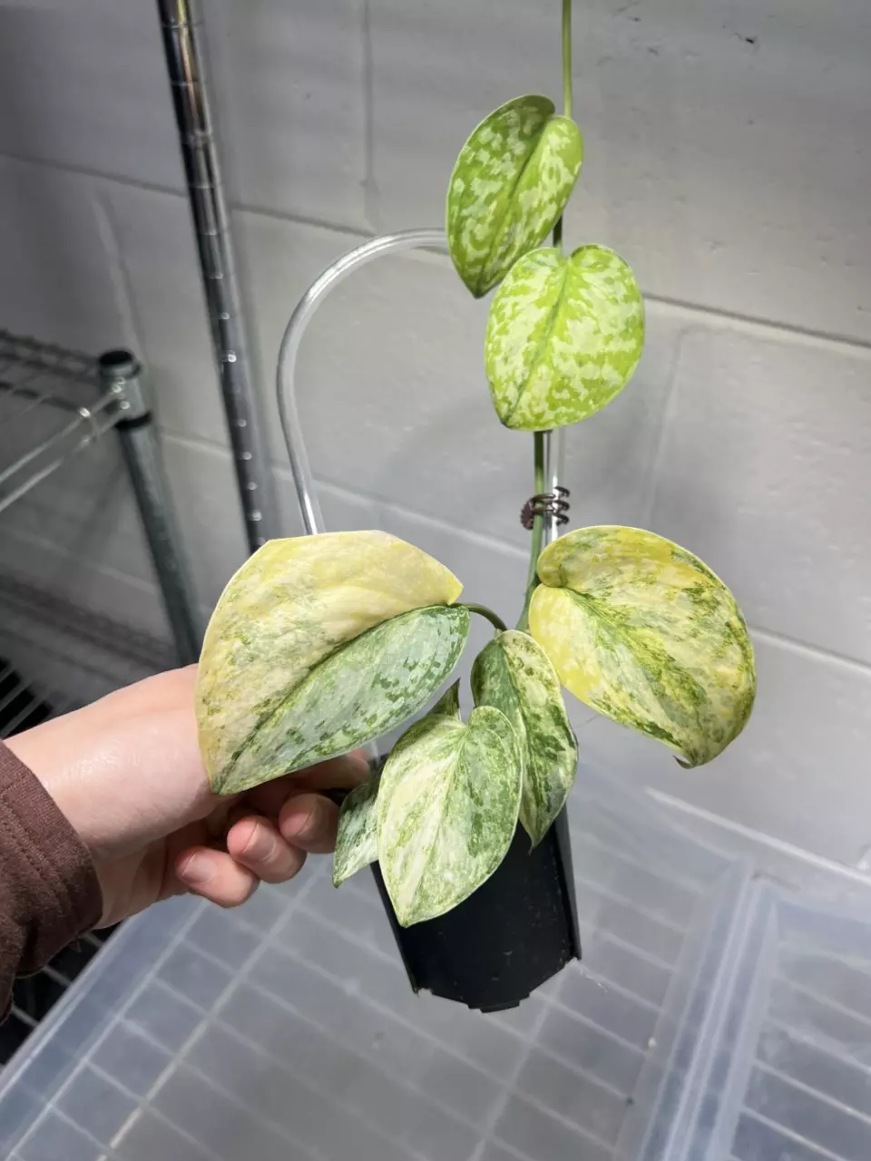 Scindapsus Geulis Variegated 3” Exact thumbnail