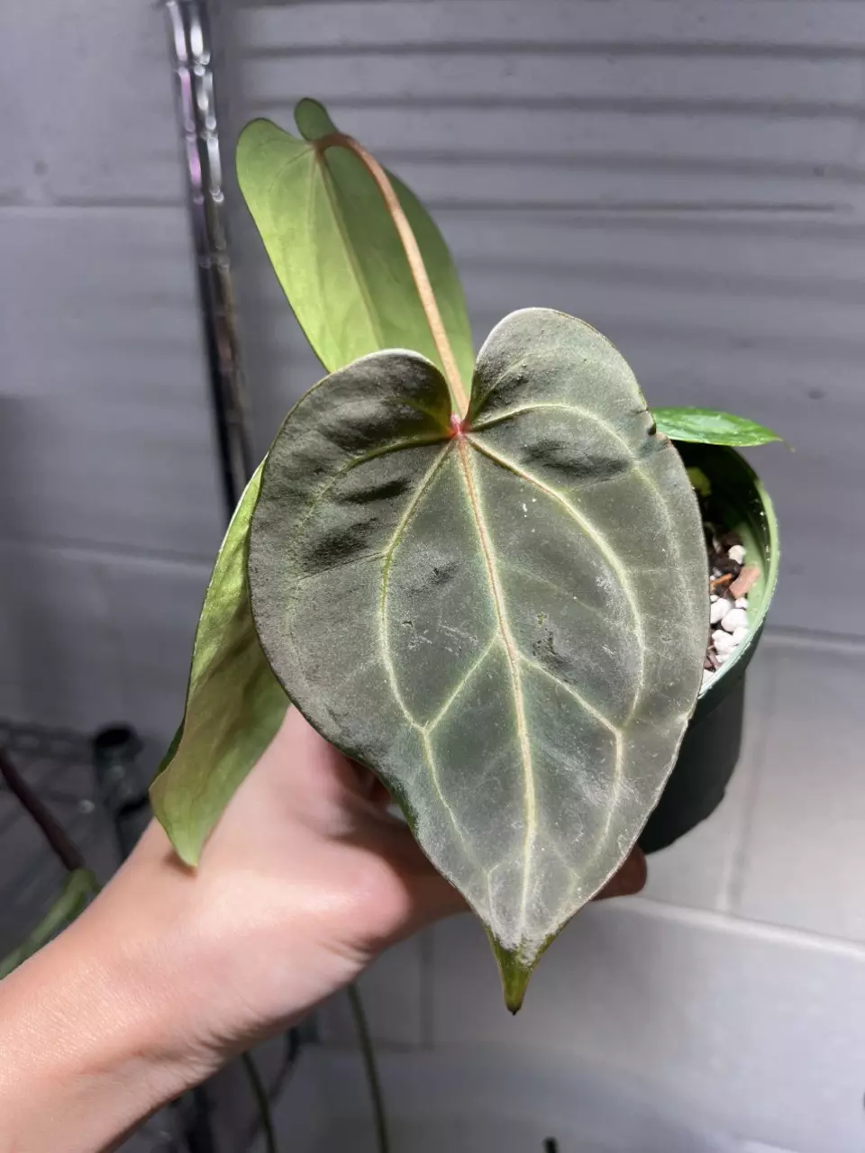 Anthurium Antolakaii x Avium Crystallinum 4” Exact Plant * thumbnail