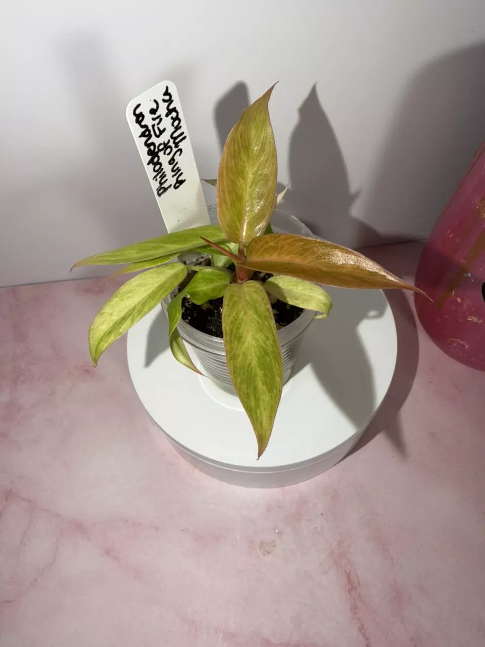 Philodendron Ring of fire Mocha thumbnail