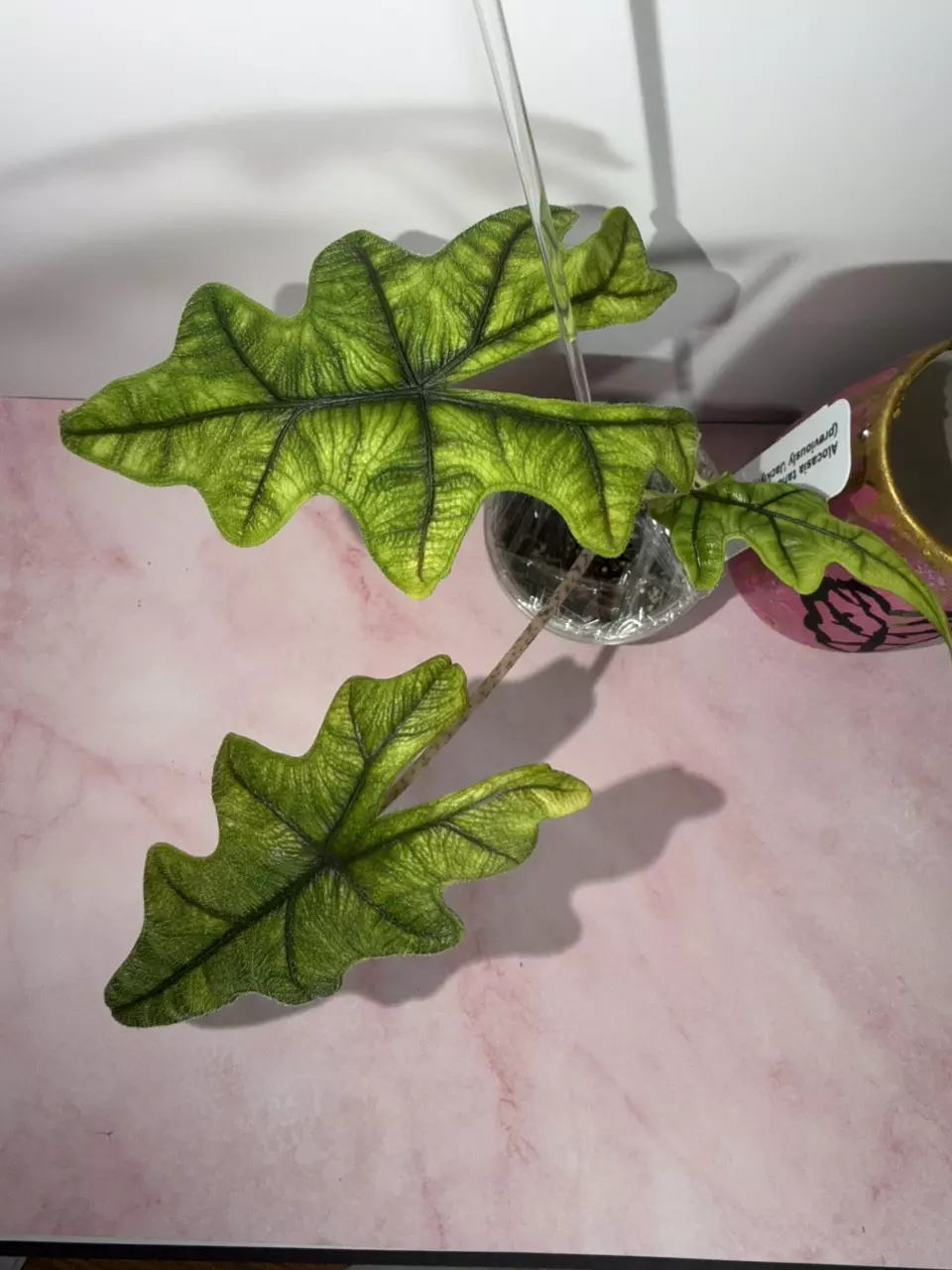 0036 Tandurusa ‘Jacklyn’ Aurea thumbnail