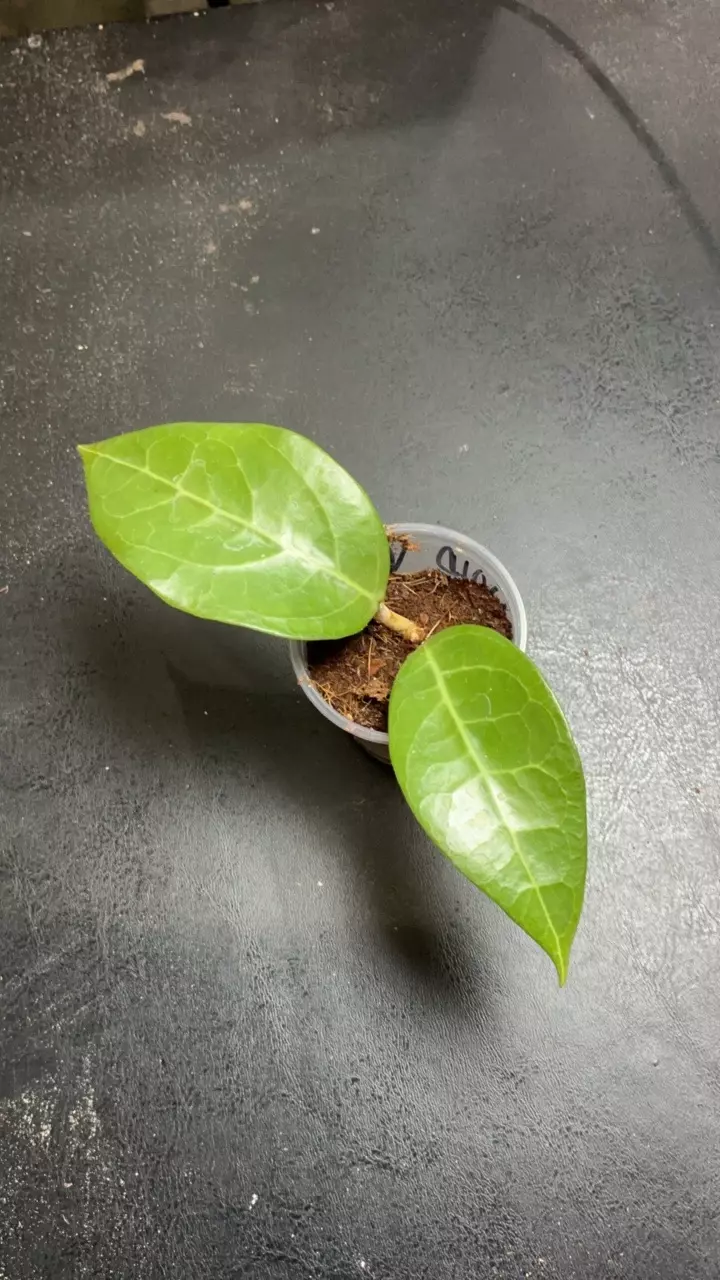 r5 Verticillata Tangammus thumbnail