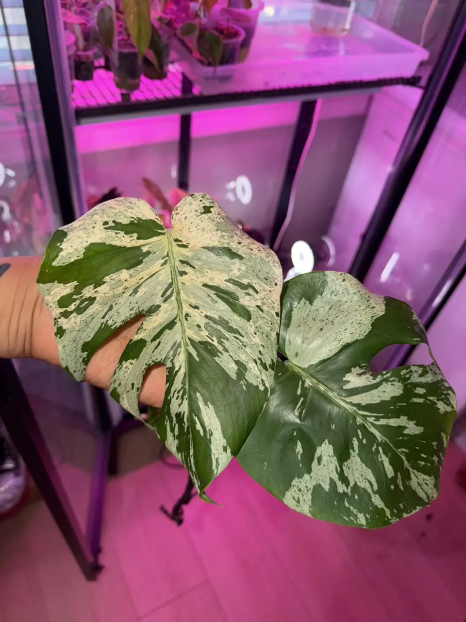 Monstera Vietciosa 2 leaf rooted cutting thumbnail