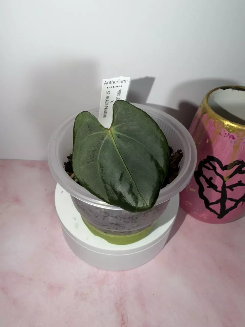 Anthurium Pink Lemonade/Crystal x SP Black Panama thumbnail