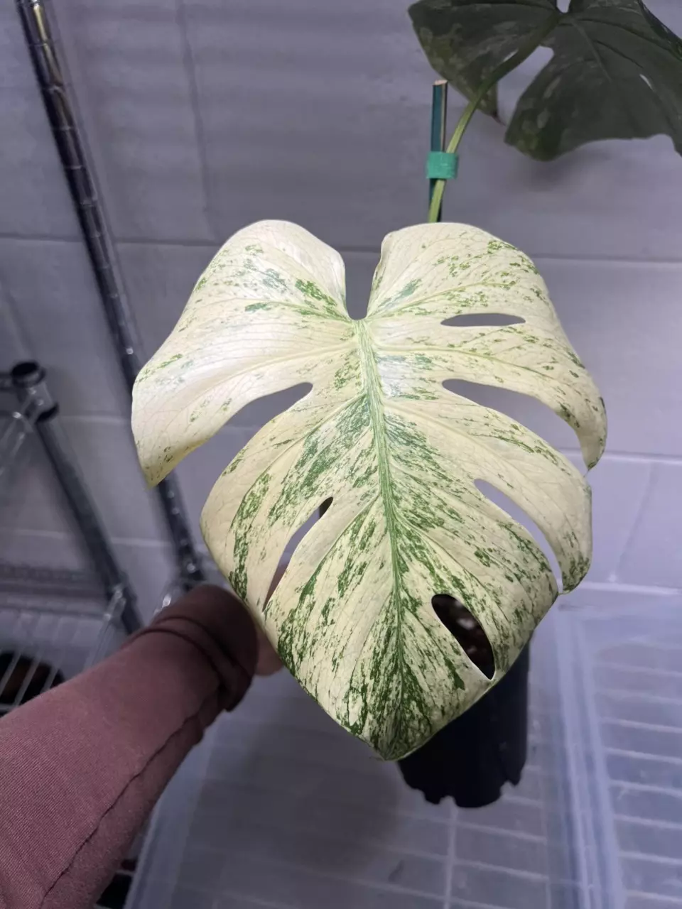 Monstera White Monster 5” Exact thumbnail