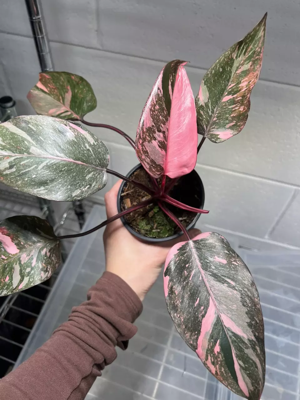 Philodendron Pink Princess Galaxy 4” Exact thumbnail