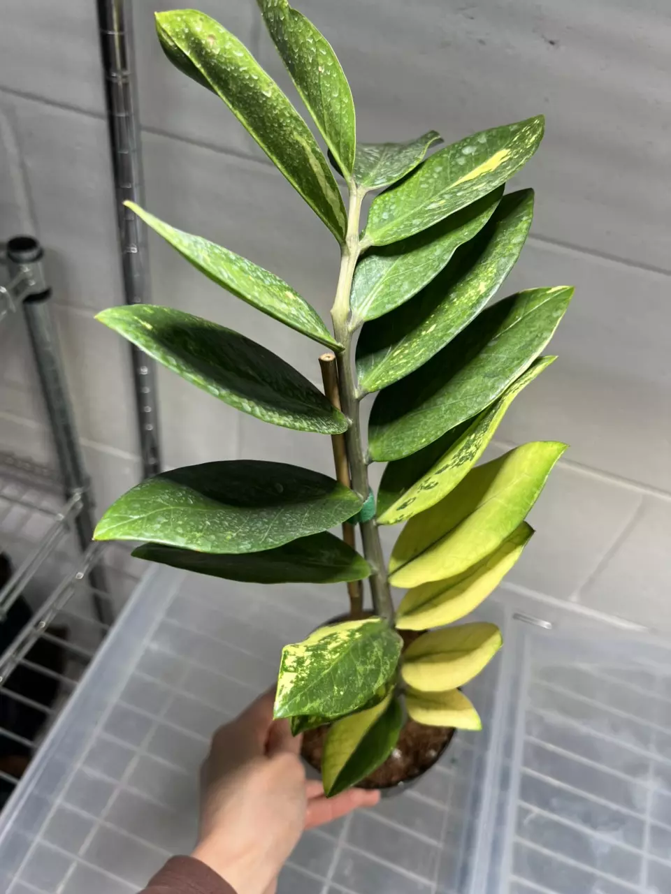 Variegated ZZ 4” Exact thumbnail