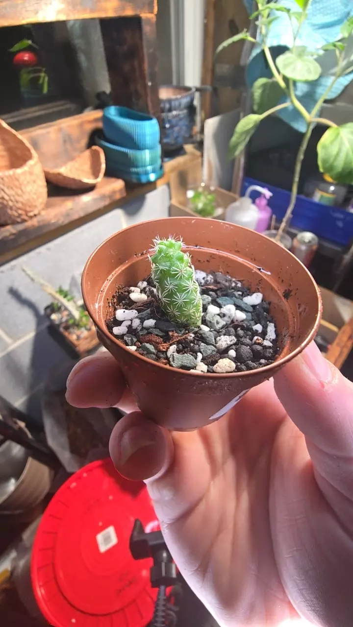 mammillaria rooted pup GC thumbnail